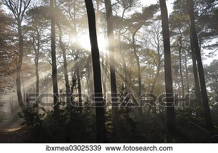 "Misty autumn forest, backlit, with oak trees and pines, Weinbiet, Neustadt an der Weinstrasse, Baden-Wurttemberg, Germany, Europe" View Large Photo Image Stock Photo - "Misty autumn forest, backlit, with oak trees and pines, Weinbiet, Neustadt an der Weinstrasse, Baden-Wurttemberg, Germany, Europe". Fotosearch