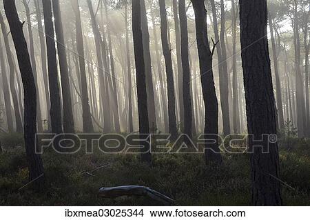"Misty autumn forest with oak trees and pines, Weinbiet, Neustadt an der Weinstrasse, Baden-Wurttemberg, Germany, Europe" View Large Photo Image Picture - "Misty autumn forest with oak trees and pines, Weinbiet, Neustadt an der Weinstrasse, Baden-Wurttemberg, Germany, Europe". Fotosearch
