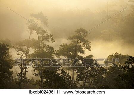 "Misty jungle at sunrise, Pang Mapha or Soppong region, Mae Hong Son province, northern Thailand, Thailand, Asia" View Large Photo Image Stock Image - "Misty jungle at sunrise, Pang Mapha or Soppong region, Mae Hong Son province, northern Thailand, Thailand, Asia". Fotosearch