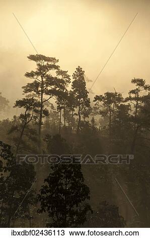 Stock Image - "Misty jungle at sunrise, Pang Mapha or Soppong region, Mae Hong Son province, northern Thailand, Thailand, Asia". Fotosearch