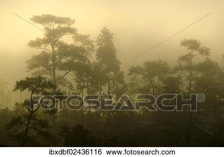 Stock Photograph - "Misty jungle at sunrise, Pang Mapha or Soppong region, Mae Hong Son province, northern Thailand, Thailand, Asia". Fotosearch