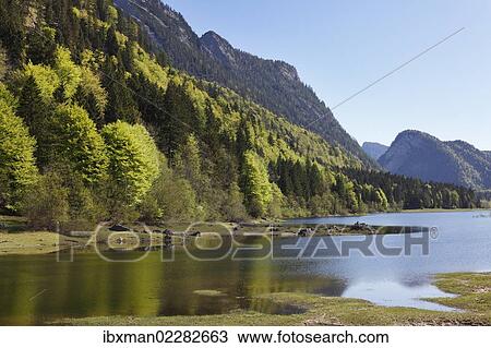 "Mittersee Lake, Chiemgau region, Chiemgau Alps, Upper Bavaria, Bavaria, Germany, Europe" View Large Photo Image Stock Image - "Mittersee Lake, Chiemgau region, Chiemgau Alps, Upper Bavaria, Bavaria, Germany, Europe". Fotosearch