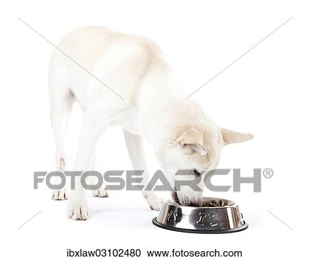 Mixed-breed dog eating from a feed bowl View Large Photo Image Stock Image - Mixed-breed dog eating from a feed bowl. Fotosearch