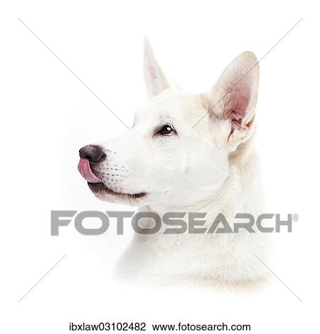Mixed-breed dog licking its nose View Large Photo Image Stock Image - Mixed-breed dog licking its nose. Fotosearch