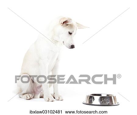 Mixed-breed dog looking at a feed bowl View Large Photo Image Stock Image - Mixed-breed dog looking at a feed bowl. Fotosearch