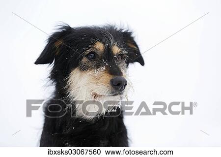 "Mixed-breed dog, Old German Shepherd x Dachshund, portrait in snow, Satteldorf, Hohenlohe, Baden-Wurttemberg, Germany, Europe" View Large Photo Image Stock Image - "Mixed-breed dog, Old German Shepherd x Dachshund, portrait in snow, Satteldorf, Hohenlohe, Baden-Wurttemberg, Germany, Europe". Fotosearch