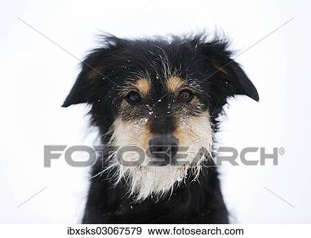 Stock Photo - "Mixed-breed dog, Old German Shepherd x Dachshund, portrait in snow, Satteldorf, Hohenlohe, Baden-Wurttemberg, Germany, Europe". Fotosearch