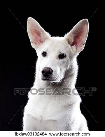 "Mixed-breed dog, portrait" View Large Photo Image Picture - "Mixed-breed dog, portrait". Fotosearch