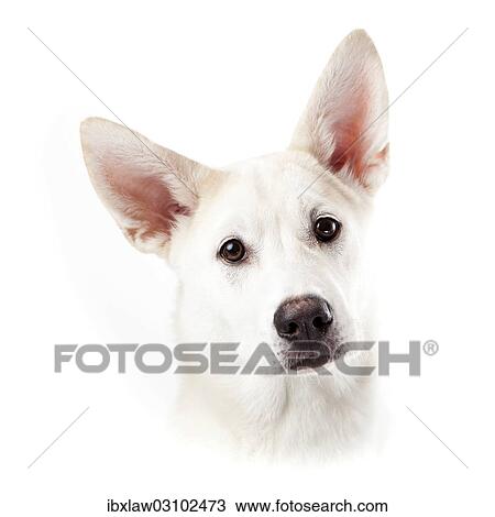 "Mixed-breed dog, portrait" View Large Photo Image Stock Image - "Mixed-breed dog, portrait". Fotosearch
