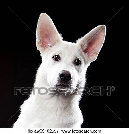 "Mixed-breed dog, portrait" View Large Photo Image Stock Photo - "Mixed-breed dog, portrait". Fotosearch