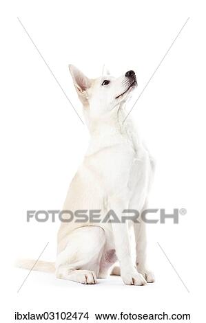 Picture - "Mixed-breed dog sitting, looking up". Fotosearch