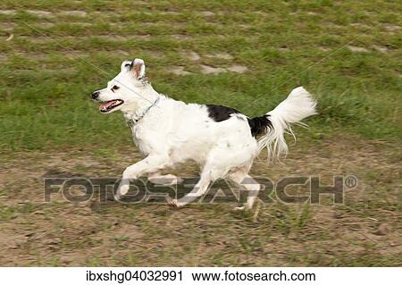 Stock Image - Mixed-breed running a field along. Fotosearch