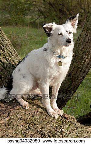 Mixed-breed sitting on a tree trunk View Large Photo Image Stock Photo - Mixed-breed sitting on a tree trunk. Fotosearch