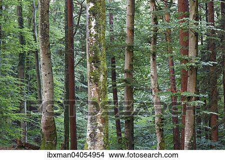 "Mixed forest, Icking, Upper Bavaria, Bavaria, Germany, Europe" View Large Photo Image Picture - "Mixed forest, Icking, Upper Bavaria, Bavaria, Germany, Europe". Fotosearch