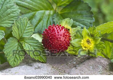 "Mock strawberry (Potentilla indica), Tyrol, Austria, Europe" View Large Photo Image Stock Image - "Mock strawberry (Potentilla indica), Tyrol, Austria, Europe". Fotosearch
