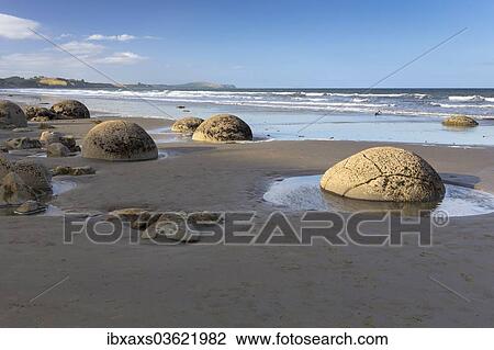 "Moeraki Boulders on the beach in the evening light, Moeraki Beach, Hampden, Otago Region, New Zealand, Oceania" View Large Photo Image Stock Image - "Moeraki Boulders on the beach in the evening light, Moeraki Beach, Hampden, Otago Region, New Zealand, Oceania". Fotosearch