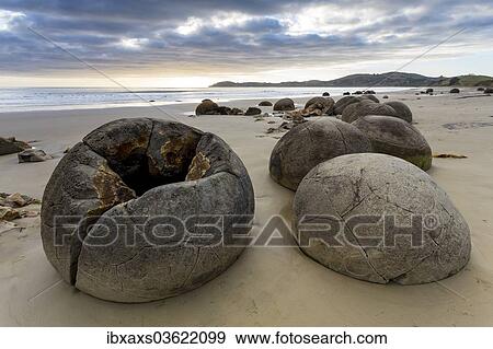 "Moeraki Boulders on the beach in the early morning, Moeraki Beach, Hampden, Otago Region, New Zealand, Oceania" View Large Photo Image Stock Photo - "Moeraki Boulders on the beach in the early morning, Moeraki Beach, Hampden, Otago Region, New Zealand, Oceania". Fotosearch