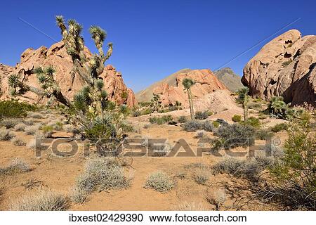 "Mojave desert with Joshua tree (Yucca brevifolia), Whitney Pockets, Virgin Mountains, Nevada, USA, North America" View Large Photo Image Stock Image - "Mojave desert with Joshua tree (Yucca brevifolia), Whitney Pockets, Virgin Mountains, Nevada, USA, North America". Fotosearch
