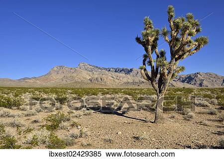 "Mojave desert with Joshua tree (Yucca brevifolia), Virgin Mountains, Nevada, USA, North America" View Large Photo Image Stock Photography - "Mojave desert with Joshua tree (Yucca brevifolia), Virgin Mountains, Nevada, USA, North America". Fotosearch