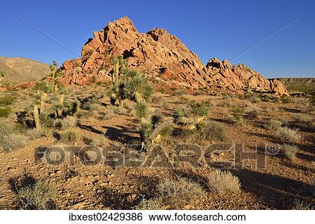 "Mojave desert with Joshua trees (Yucca brevifolia), Whitney Pockets, Virgin Mountains, Nevada, USA, North America" View Large Photo Image Stock Photograph - "Mojave desert with Joshua trees (Yucca brevifolia), Whitney Pockets, Virgin Mountains, Nevada, USA, North America". Fotosearch
