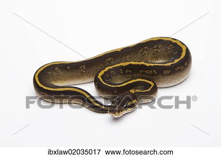 Stock Photo - "Mojave Granite Ball Python or Royal Python (Python regius), female". Fotosearch