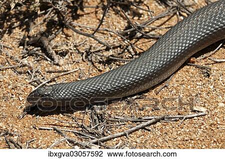 "Mole Snake (Pseudaspis cana), Goegap Nature Reserve, Springbok, Namaqualand, Northern Cape, South Africa, Africa" View Large Photo Image Stock Image - "Mole Snake (Pseudaspis cana), Goegap Nature Reserve, Springbok, Namaqualand, Northern Cape, South Africa, Africa". Fotosearch