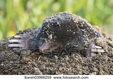 Stock Photo - "Mole (Talpa europaea), Tyrol, Austria, Europe". Fotosearch