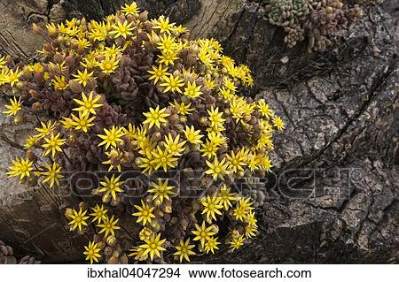 "Monanthes plants of the Crassulaceae family (Monanthes), yellow flowers, Lanzarote, Canary Islands, Spain, Europe" View Large Photo Image Picture - "Monanthes plants of the Crassulaceae family (Monanthes), yellow flowers, Lanzarote, Canary Islands, Spain, Europe". Fotosearch