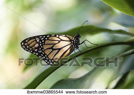 "Monarch Butterfly (Danaus plexippus), Bavaria, Germany, Europe" View Large Photo Image Picture - "Monarch Butterfly (Danaus plexippus), Bavaria, Germany, Europe". Fotosearch