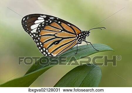 "Monarch Butterfly (Danaus plexippus), Phuket, Thailand, Asia" View Large Photo Image Stock Image - "Monarch Butterfly (Danaus plexippus), Phuket, Thailand, Asia". Fotosearch