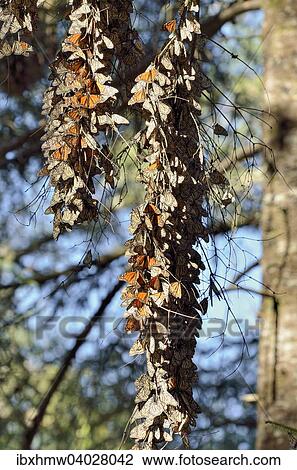 "Monarch butterfly (Danaus plexippus), winter quarters on an Oyamel fir, El Rosario, Monarch Butterfly Biosphere Reserve, Mariposa Monarca, Angangueo, Michoacan, Mexico, North America" View Large Photo Image Stock Image - "Monarch butterfly (Danaus plexippus), winter quarters on an Oyamel fir, El Rosario, Monarch Butterfly Biosphere Reserve, Mariposa Monarca, Angangueo, Michoacan, Mexico, North America". Fotosearch