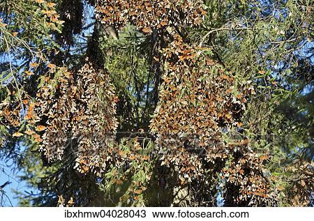 "Monarch butterfly (Danaus plexippus), winter quarters on an Oyamel fir, El Rosario, Monarch Butterfly Biosphere Reserve, Mariposa Monarca, Angangueo, Michoacan, Mexico, North America" View Large Photo Image Stock Image - "Monarch butterfly (Danaus plexippus), winter quarters on an Oyamel fir, El Rosario, Monarch Butterfly Biosphere Reserve, Mariposa Monarca, Angangueo, Michoacan, Mexico, North America". Fotosearch
