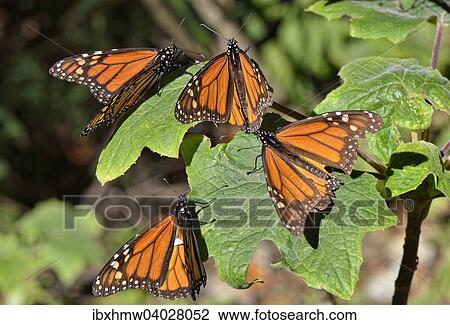 "Monarch butterfly (Danaus plexippus), winter quarters, El Rosario, Monarch Butterfly Biosphere Reserve, Mariposa Monarca, Angangueo, Michoacan, Mexico, North America" View Large Photo Image Stock Image - "Monarch butterfly (Danaus plexippus), winter quarters, El Rosario, Monarch Butterfly Biosphere Reserve, Mariposa Monarca, Angangueo, Michoacan, Mexico, North America". Fotosearch
