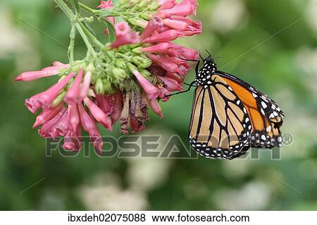 "Monarch butterfly (Danaus plexippus), found in North America and northern South America" View Large Photo Image Stock Photo - "Monarch butterfly (Danaus plexippus), found in North America and northern South America". Fotosearch