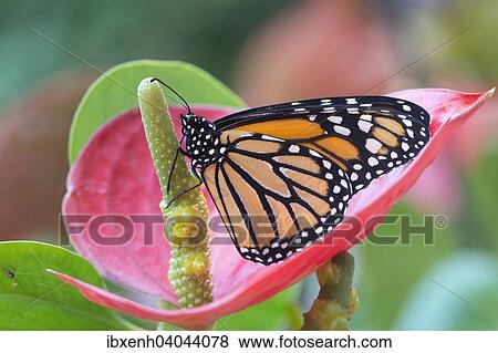 "Monarch butterfly (Danaus plexippus), captive, Emsland, Lower Saxony, Germany, Europe" View Large Photo Image Stock Photo - "Monarch butterfly (Danaus plexippus), captive, Emsland, Lower Saxony, Germany, Europe". Fotosearch