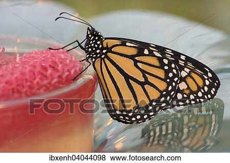 Stock Photo - "Monarch butterfly (Danaus plexippus), captive, Emsland, Lower Saxony, Germany, Europe". Fotosearch