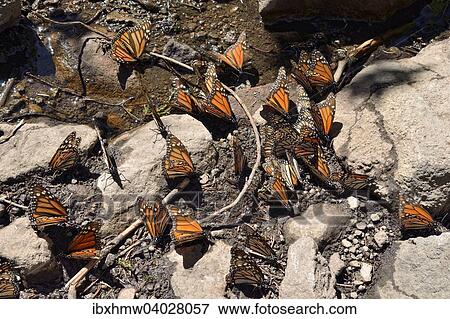 "Monarch butterfly (Danaus plexippus) drinking at a puddle, El Rosario, Monarch Butterfly Biosphere Reserve, Mariposa Monarca, Angangueo, Michoacan, Mexico, North America" View Large Photo Image Stock Photo - "Monarch butterfly (Danaus plexippus) drinking at a puddle, El Rosario, Monarch Butterfly Biosphere Reserve, Mariposa Monarca, Angangueo, Michoacan, Mexico, North America". Fotosearch