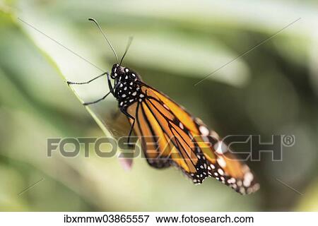 "Monarch Butterfly (Danaus plexippus), Bavaria, Germany, Europe" View Large Photo Image Stock Photo - "Monarch Butterfly (Danaus plexippus), Bavaria, Germany, Europe". Fotosearch