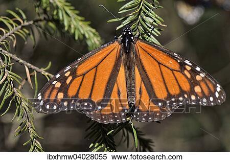 "Monarch butterfly (Danaus plexippus), winter quarters at Oyamel fir, El Rosario, Monarch Butterfly Biosphere Reserve, Mariposa Monarca, Angangueo, Michoacan, Mexico, North America" View Large Photo Image Stock Photography - "Monarch butterfly (Danaus plexippus), winter quarters at Oyamel fir, El Rosario, Monarch Butterfly Biosphere Reserve, Mariposa Monarca, Angangueo, Michoacan, Mexico, North America". Fotosearch