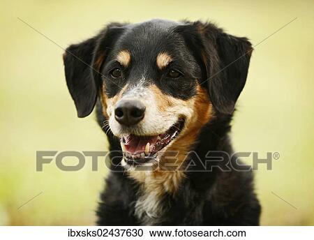 "Mongrel, bitch, portrait" View Large Photo Image Stock Image - "Mongrel, bitch, portrait". Fotosearch