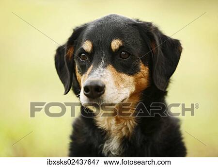 Stock Photo - "Mongrel, bitch, portrait". Fotosearch