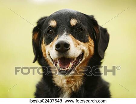 "Mongrel, bitch, portrait" View Large Photo Image Stock Photo - "Mongrel, bitch, portrait". Fotosearch