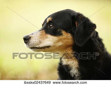 "Mongrel, bitch, portrait" View Large Photo Image Stock Photo - "Mongrel, bitch, portrait". Fotosearch