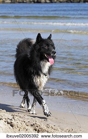 "Mongrel, male dog (Canis lupus familiaris), on a beach" View Large Photo Image Stock Image - "Mongrel, male dog (Canis lupus familiaris), on a beach". Fotosearch