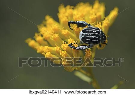 "Monkey Beetle (Hopliini), Goegap Nature Reserve, Namaqualand, South Africa, Africa" View Large Photo Image Stock Image - "Monkey Beetle (Hopliini), Goegap Nature Reserve, Namaqualand, South Africa, Africa". Fotosearch