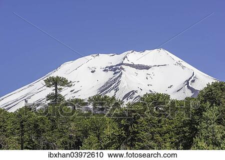"Monkey Puzzle Tree (Araucaria araucana) and Lonquimay volcano, Lonquimay, Region de la Araucania, Chile, South America" View Large Photo Image Stock Image - "Monkey Puzzle Tree (Araucaria araucana) and Lonquimay volcano, Lonquimay, Region de la Araucania, Chile, South America". Fotosearch