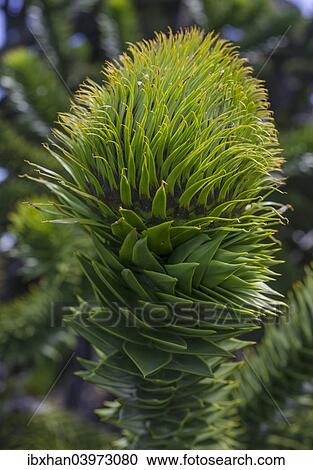 Stock Image - "Monkey puzzle tree (Araucaria araucana), Conguillio National Park, Melipeuco, Region de la Araucania, Chile, South America". Fotosearch