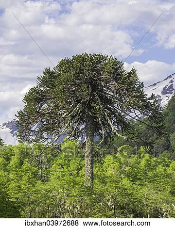 "Monkey puzzle tree (Araucaria araucana), Conguillio National Park, Melipeuco, Region de la Araucania, Chile, South America" View Large Photo Image Stock Photo - "Monkey puzzle tree (Araucaria araucana), Conguillio National Park, Melipeuco, Region de la Araucania, Chile, South America". Fotosearch