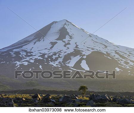 "Monkey puzzle tree (Araucaria araucana) at the foot of the Conguillio volcano, Conguillio National Park, Melipeuco, Region de la Araucania, Chile, South America" View Large Photo Image Stock Photo - "Monkey puzzle tree (Araucaria araucana) at the foot of the Conguillio volcano, Conguillio National Park, Melipeuco, Region de la Araucania, Chile, South America". Fotosearch