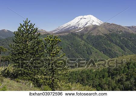 Stock Photograph - "Monkey Puzzle Tree (Araucaria araucana) and Lonquimay volcano, Lonquimay, Region de la Araucania, Chile, South America". Fotosearch